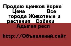 Продаю щенков йорка › Цена ­ 10 000 - Все города Животные и растения » Собаки   . Адыгея респ.